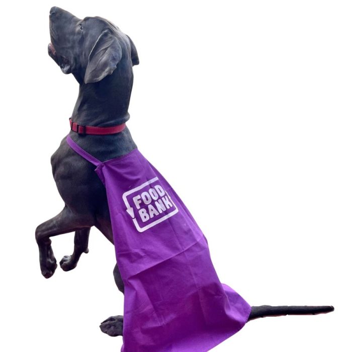 dog wearing a purple foodbank apron