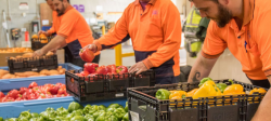 Australian Food Relief Sector preparing fruits